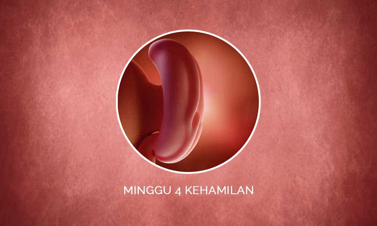 Perkembangan kehamilan di usia 4 minggu - Medikacare