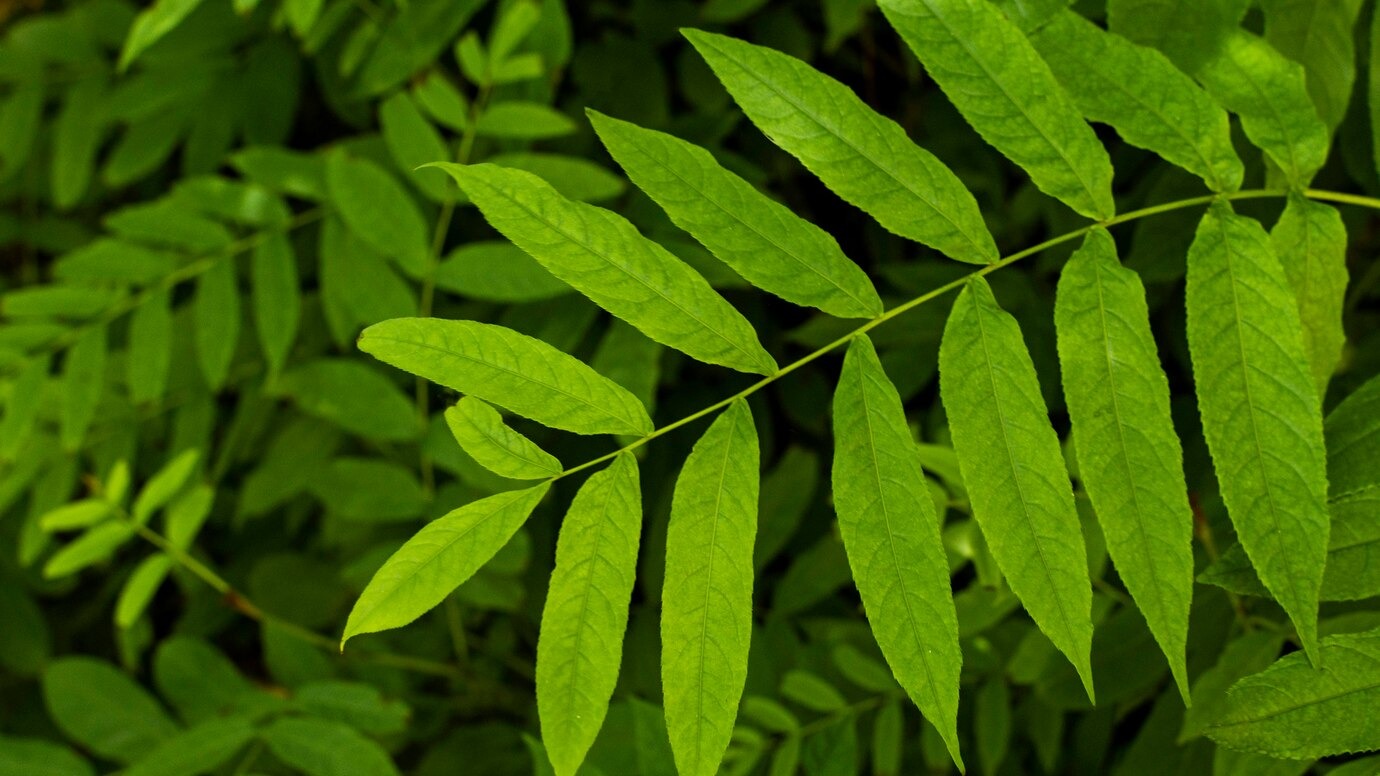 Manfaat Daun Kelor Untuk Ibu Menyusui - Medikacare