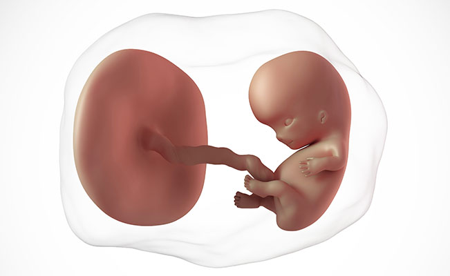 Perkembangan kehamilan di usia 9 minggu - Medikacare