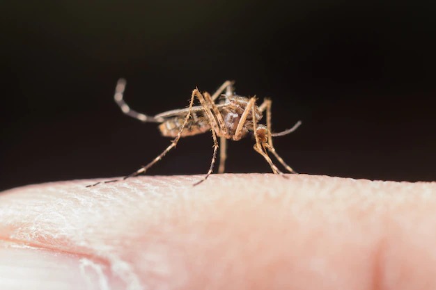 Tips cara mencegah Malaria - Medikacare