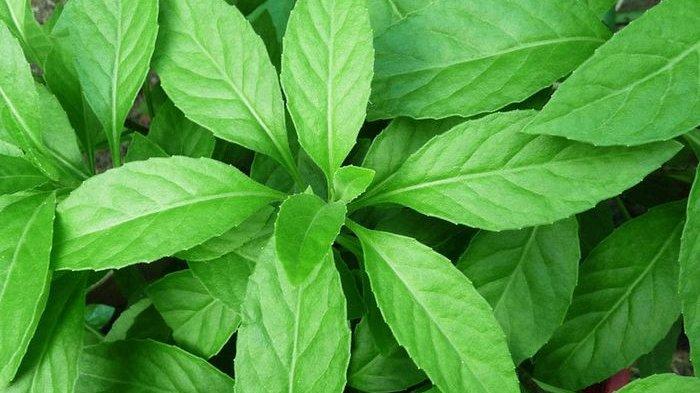 Manfaat daun dewa - Medikacare