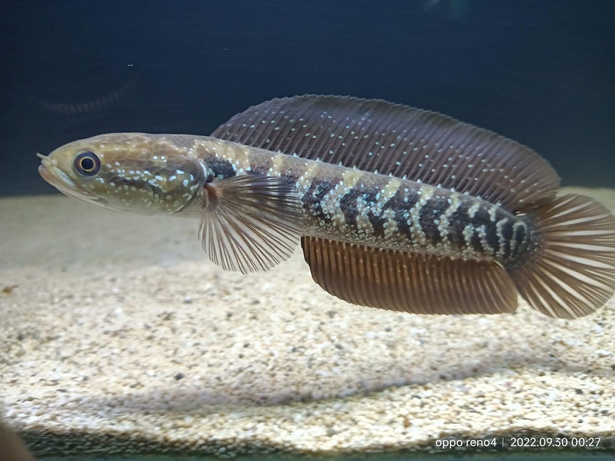 Albumin dari Ikan Gabus untuk proses penyembuhan luka - Medikacare