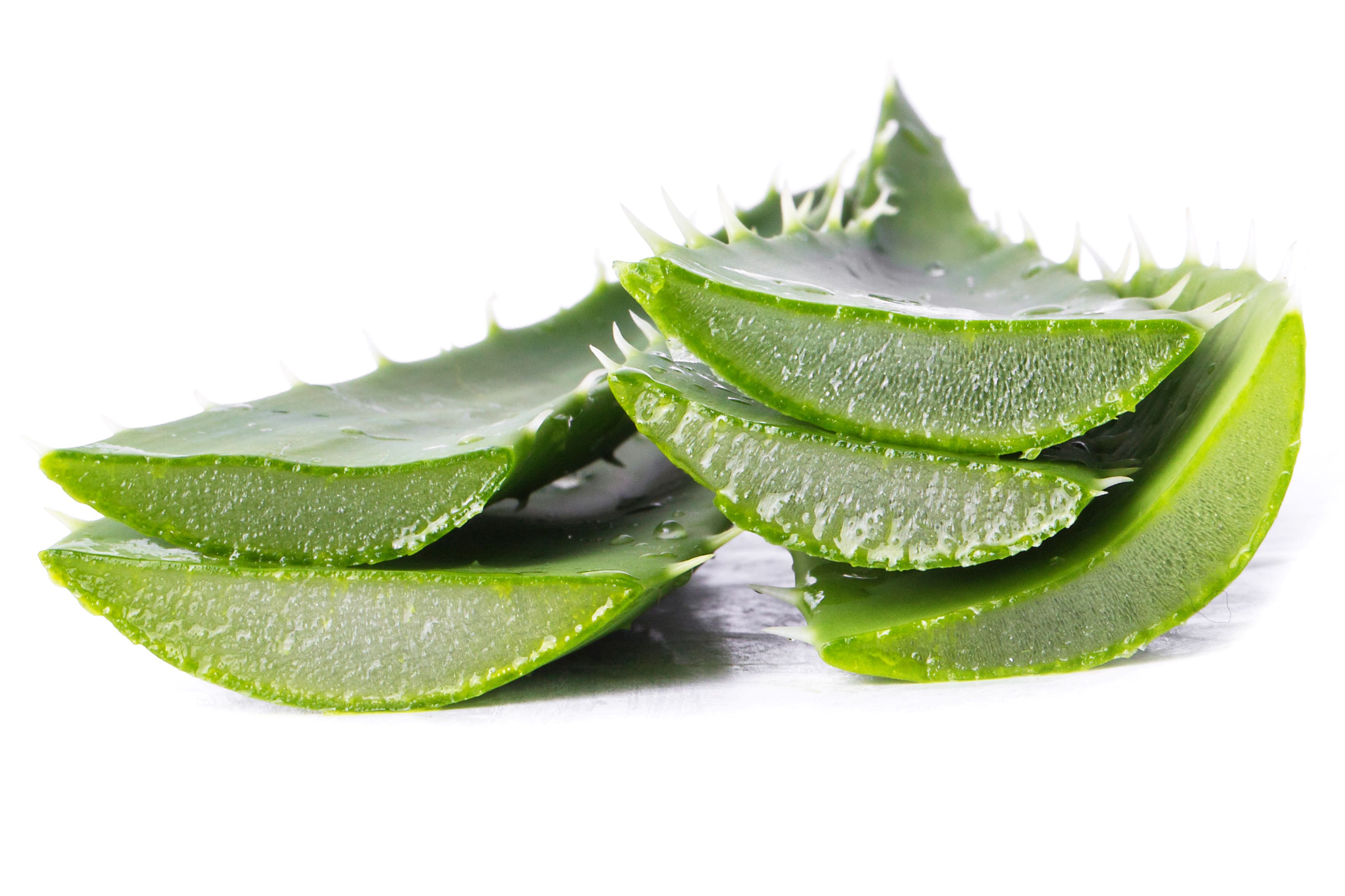 Manfaat lidah buaya untuk rambut - Medikacare