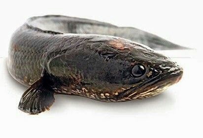 ChannaMix, Obat Luka Caesar Terbaik Berbahan Ikan Gabus - Medikacare