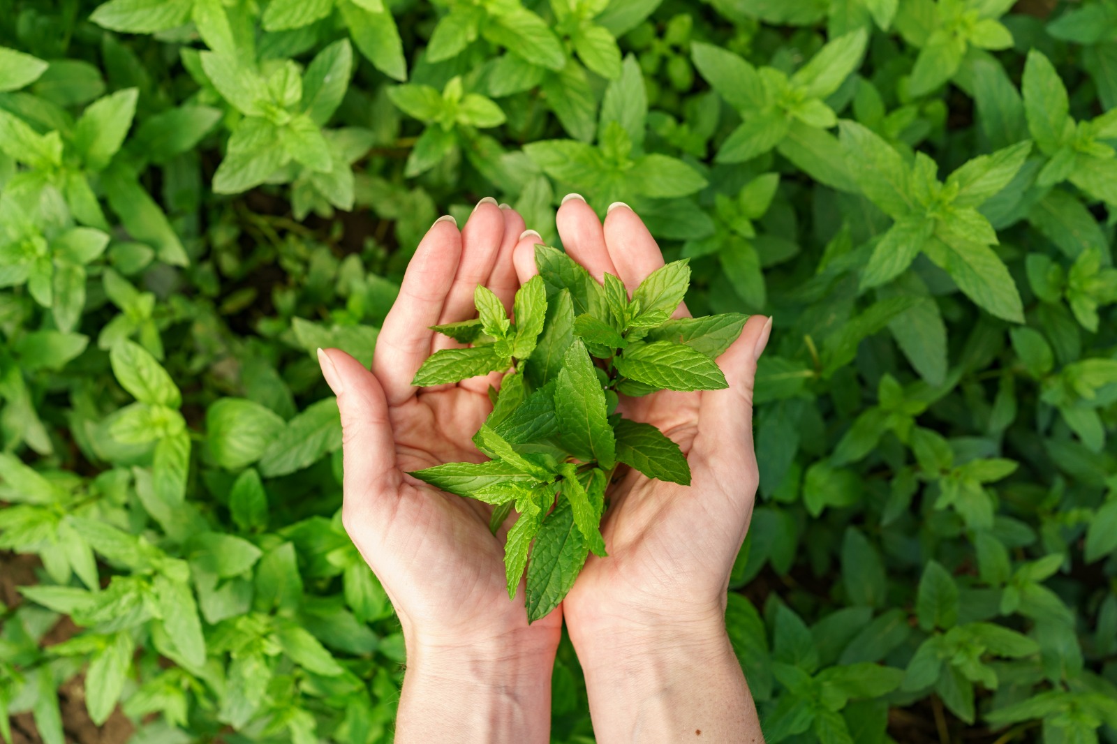 Daun Stevia - Medikacare