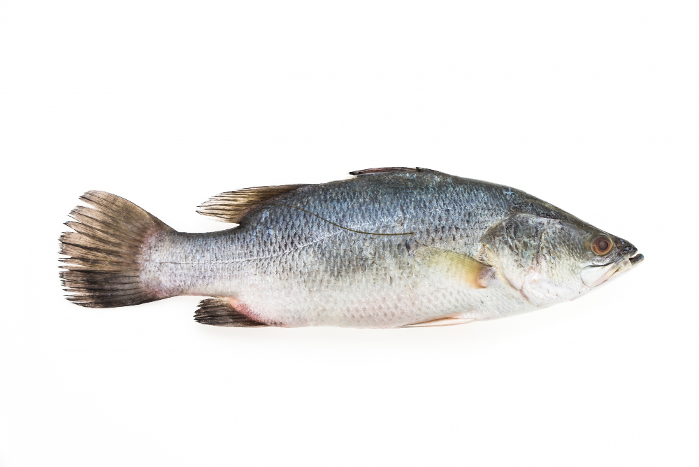 Ikan Gabus Si Pemakan Segala dan dapat bernafas di Udara - Medikacare