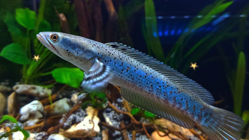 Ikan Gabus Bisa Mempercepat Penyembuhan Luka ? - Medikacare