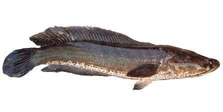 Rahasia kenapa ikan gabus sangat bagus untuk penyembuhan - Medikacare
