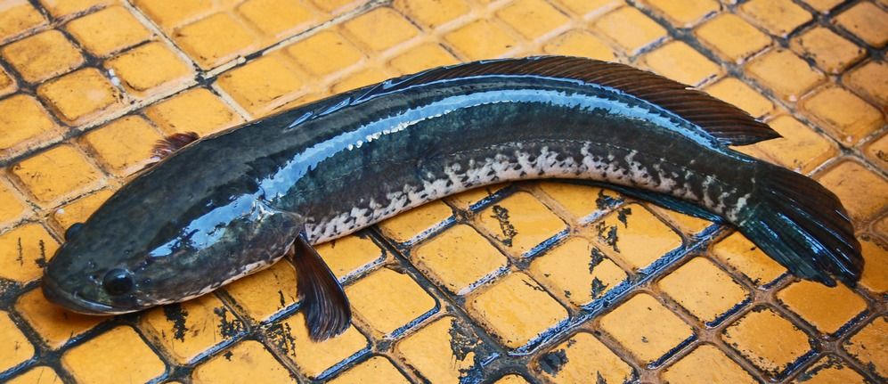 Ikan Gabus Bantu Pemulihan Setelah Melahirkan - Medikacare