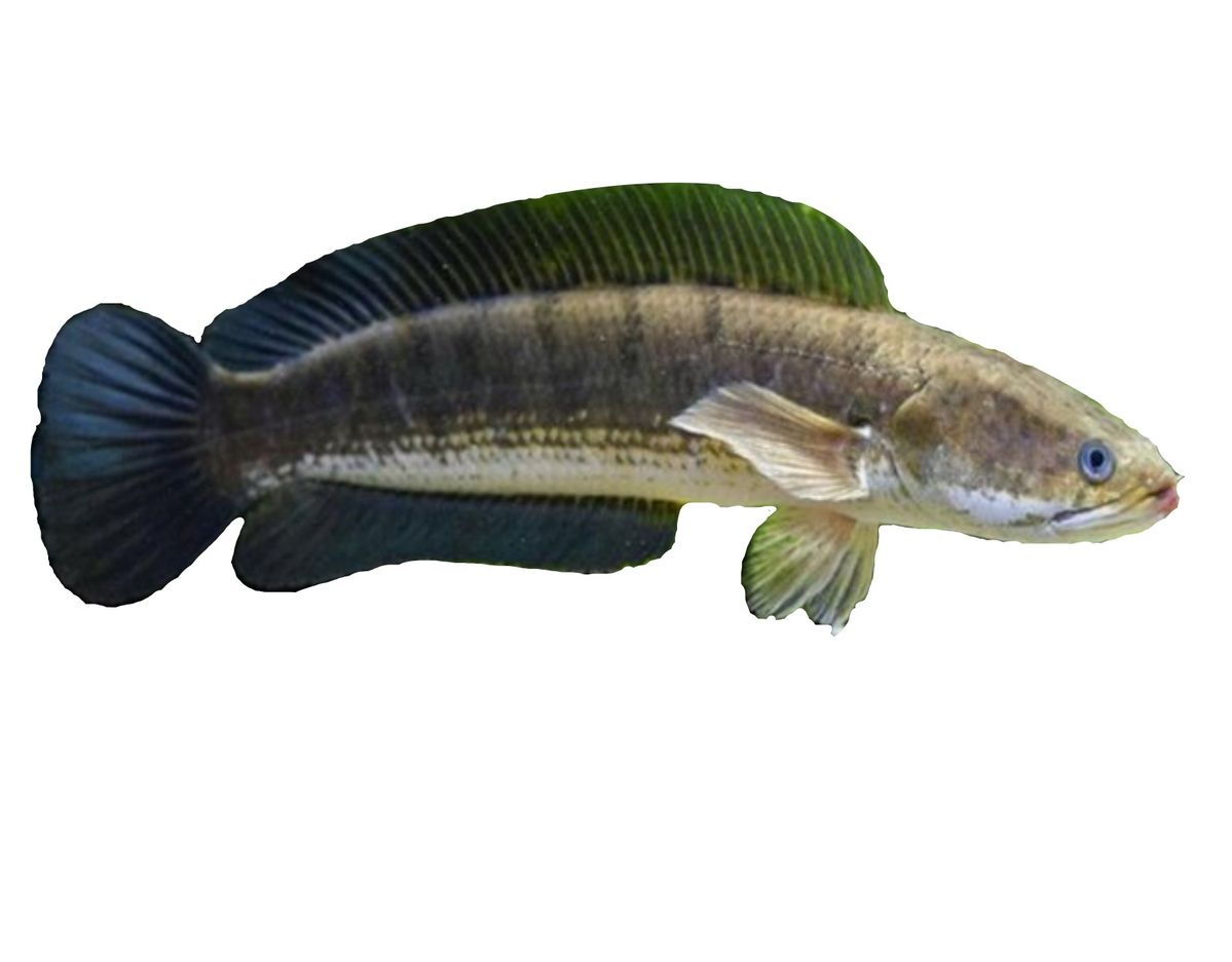 Kapsul Ikan Gabus untuk Sembuhkan Luka - Medikacare