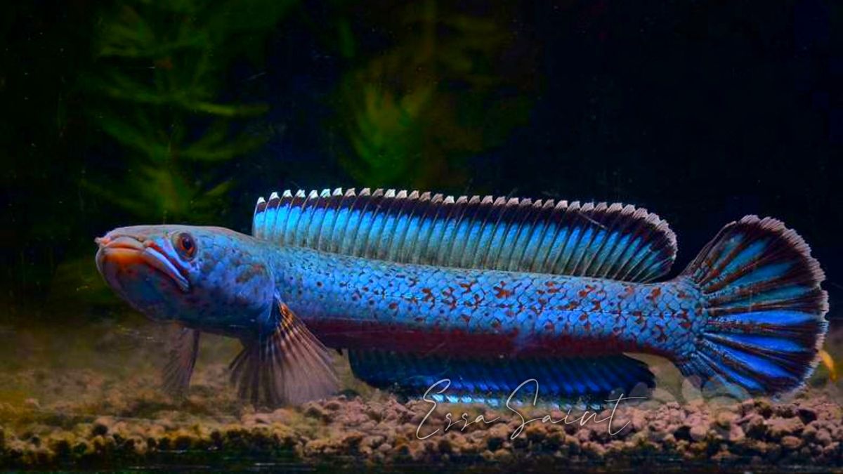 Kapsul Ikan Gabus Channamix vs Suplemen Lain untuk Pemulihan Pacsapersalinan