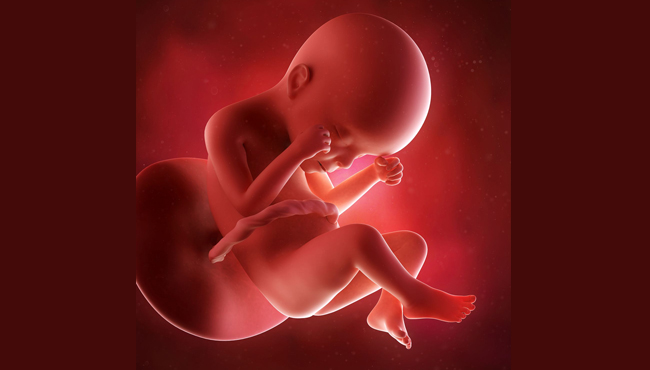 perkembangan kehamilan di usia 24 minggu - Medikacare