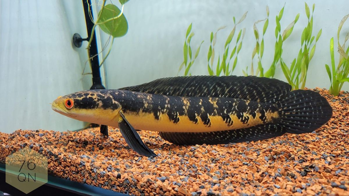 Rahasia Ikan Gabus - Medikacare