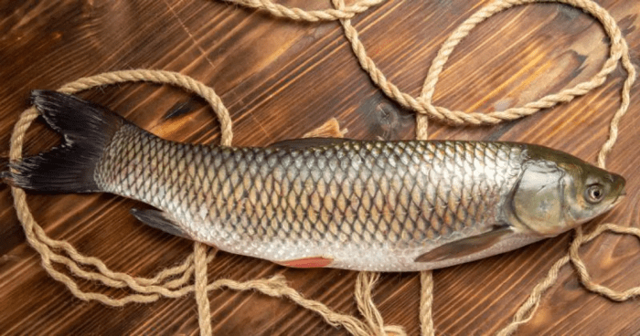 Manfaat Ikan Gabus